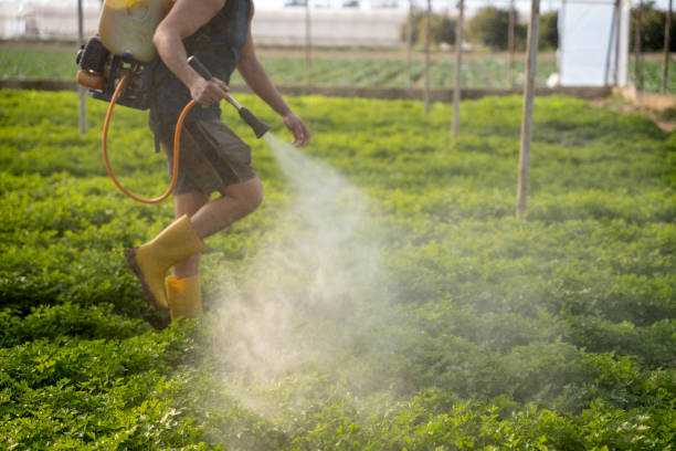 Professional Pest Control in Chisholm, ME