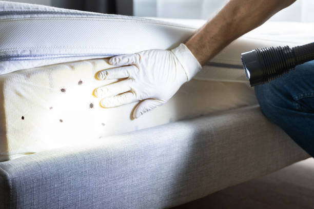 Best Pest Control Near Me  in Chisholm, ME