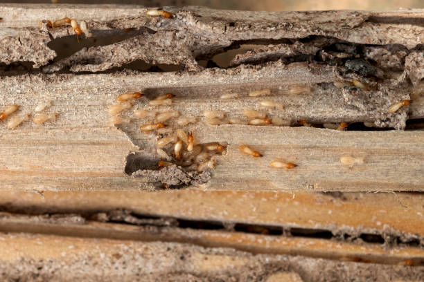 Best Pest Prevention Services  in Chisholm, ME