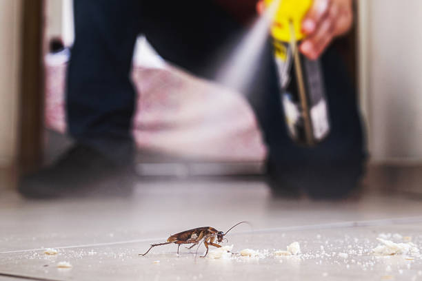 Best Spider Control Near Me  in Chisholm, ME