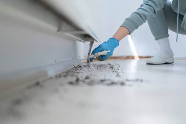 Best Pest Inspection Near Me  in Chisholm, ME